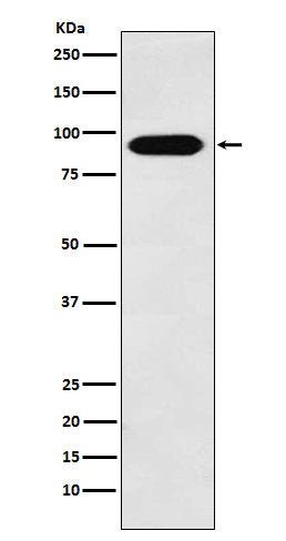 Cullin 4A Rabbit Polyclonal Antibody