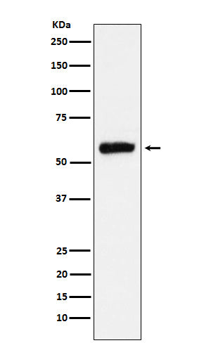 ALDH2 Rabbit Polyclonal Antibody