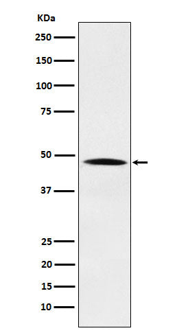 NCK1 Rabbit Polyclonal Antibody