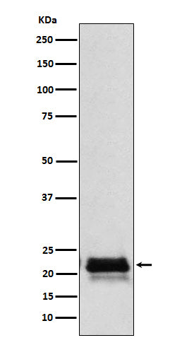 FSH beta Rabbit Polyclonal Antibody