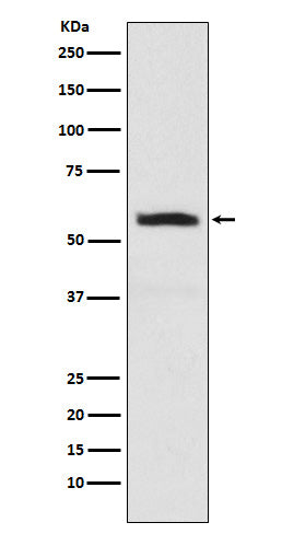 alpha Internexin Rabbit Polyclonal Antibody