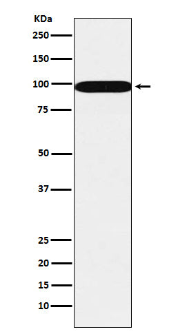 SFPQ Rabbit Polyclonal Antibody