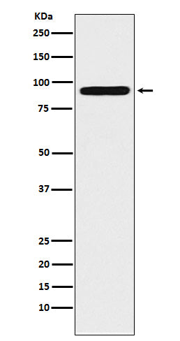 ALDH1L1 Rabbit Polyclonal Antibody