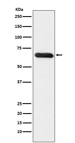 RBPJK Rabbit Polyclonal Antibody
