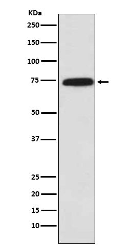 Cytochrome P450 Reductase Rabbit Polyclonal Antibody