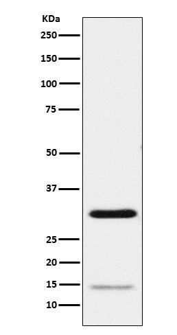 Geminin Rabbit Polyclonal Antibody
