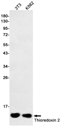 Thioredoxin 2 Rabbit Polyclonal Antibody