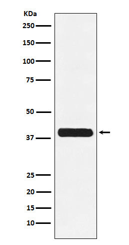 Glycophorin C Rabbit Polyclonal Antibody