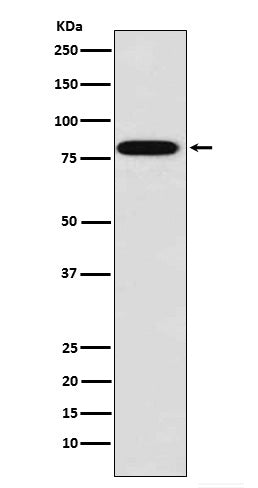 ZYX Rabbit Polyclonal Antibody