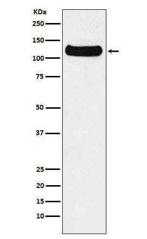 DDB1 Rabbit Polyclonal Antibody