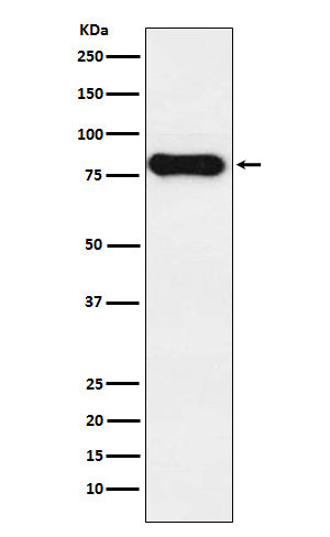 Human IgD Rabbit Polyclonal Antibody
