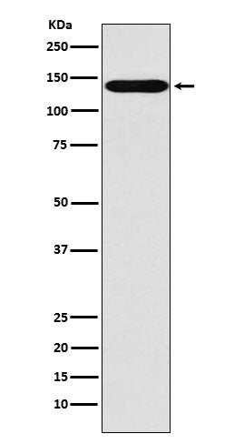 SLC9A1 Rabbit Polyclonal Antibody