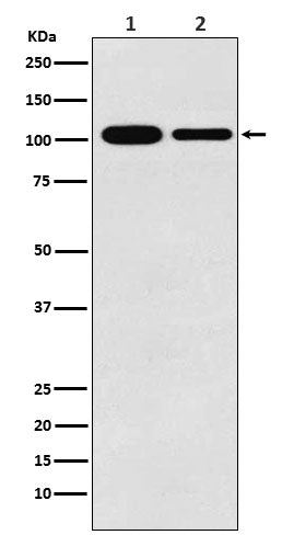 MCM3 Rabbit Polyclonal Antibody