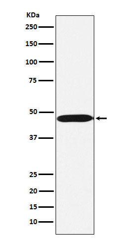 ACTL6A Rabbit Polyclonal Antibody
