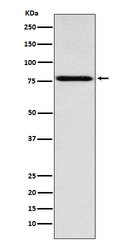 Coilin Rabbit Polyclonal Antibody