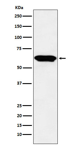 E2F4 Rabbit Polyclonal Antibody