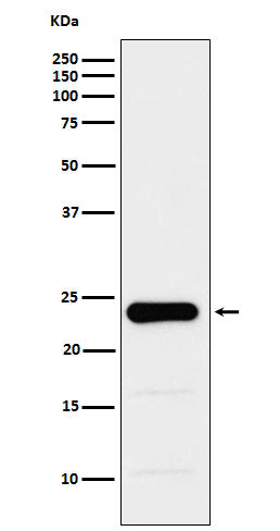 GST3 Rabbit Polyclonal Antibody