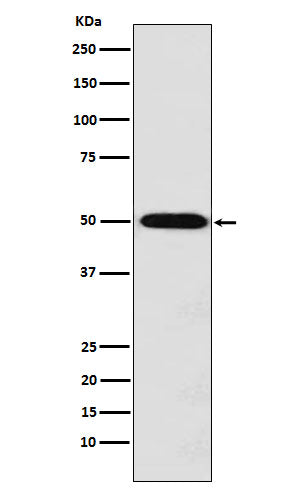 Monocarboxylic Acid Transporter 1 Rabbit Polyclonal Antibody