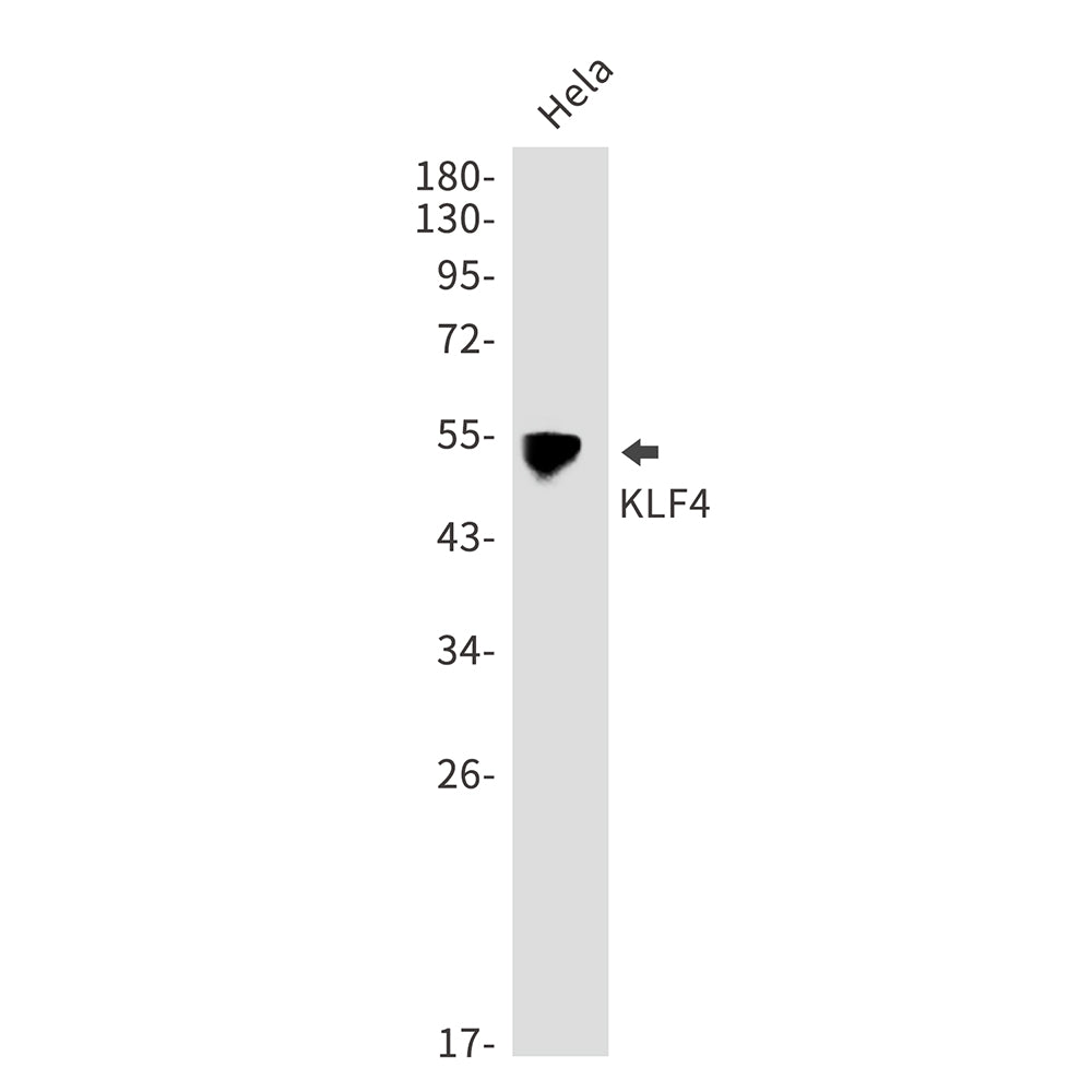 KLF4 Rabbit Polyclonal Antibody