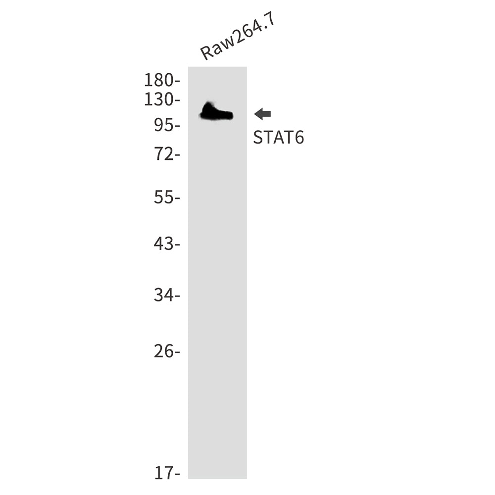 STAT6 Rabbit Polyclonal Antibody