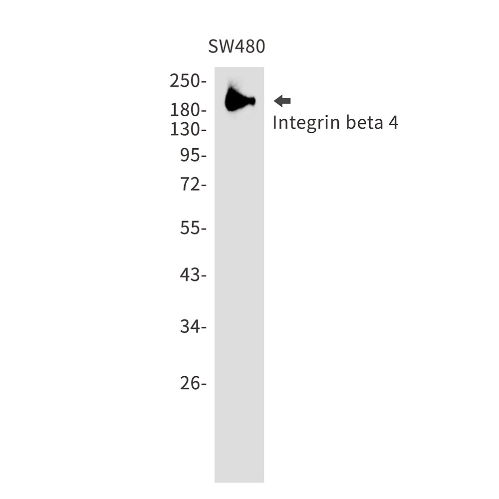 Integrin beta 4 Rabbit Polyclonal Antibody