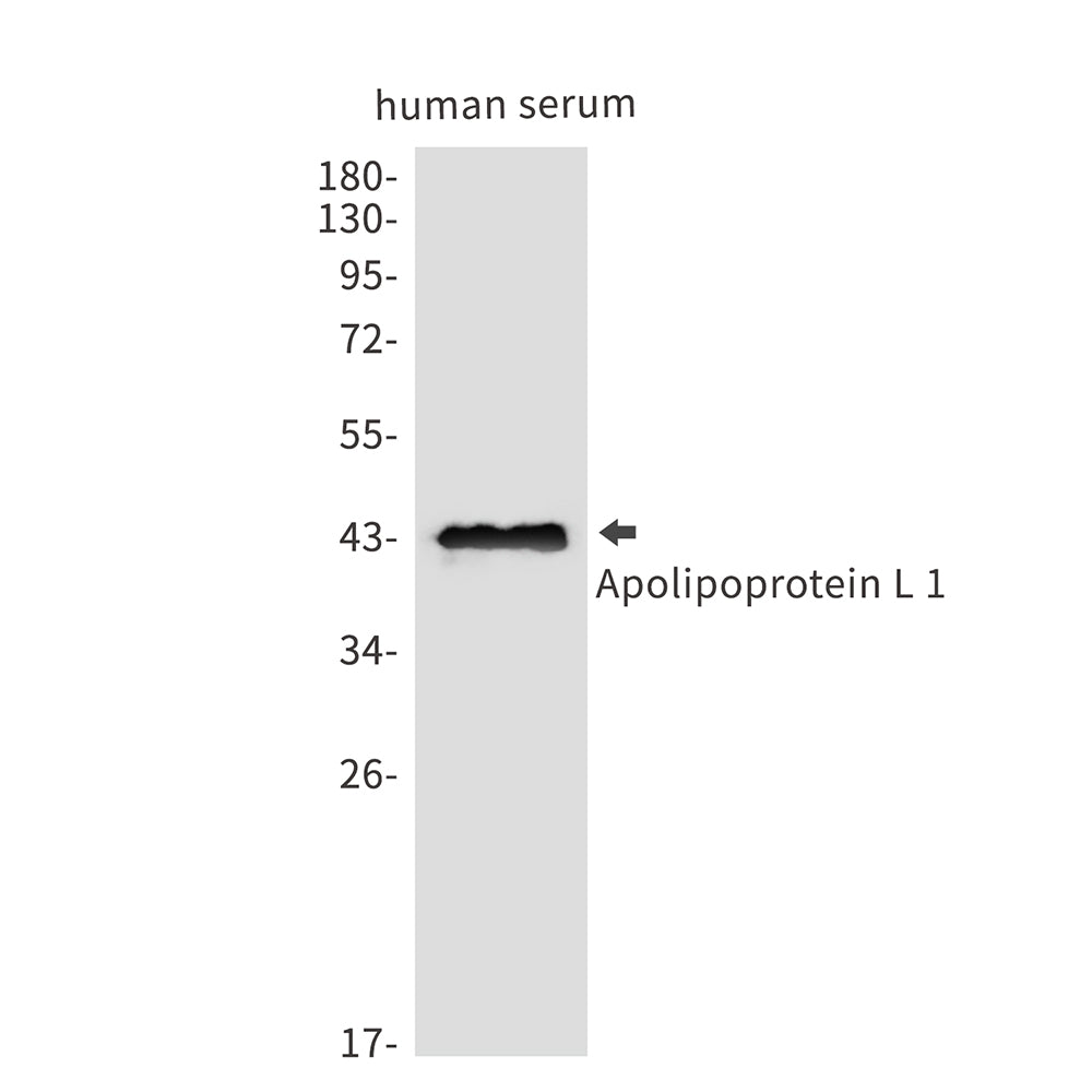 ApoL1 Rabbit Polyclonal Antibody