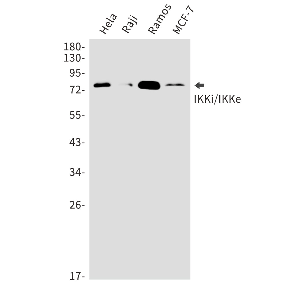 IKK epsilon Rabbit Polyclonal Antibody