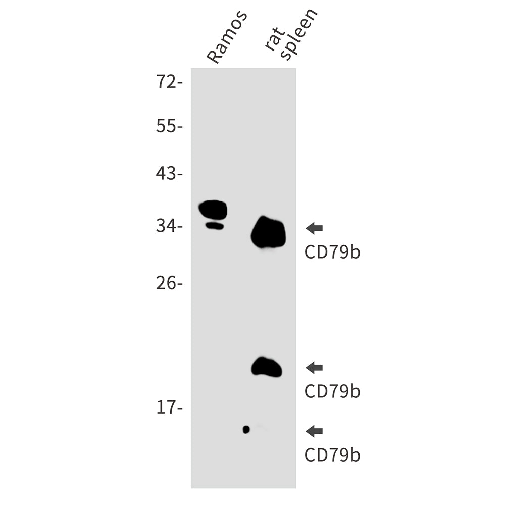 CD79B Rabbit Polyclonal Antibody