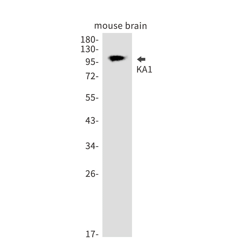 KA1 Rabbit Polyclonal Antibody