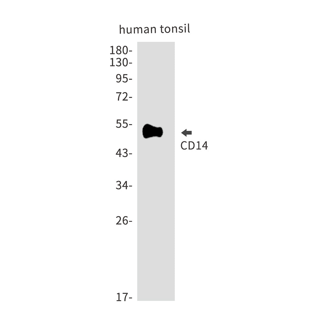 CD14 Rabbit Polyclonal Antibody