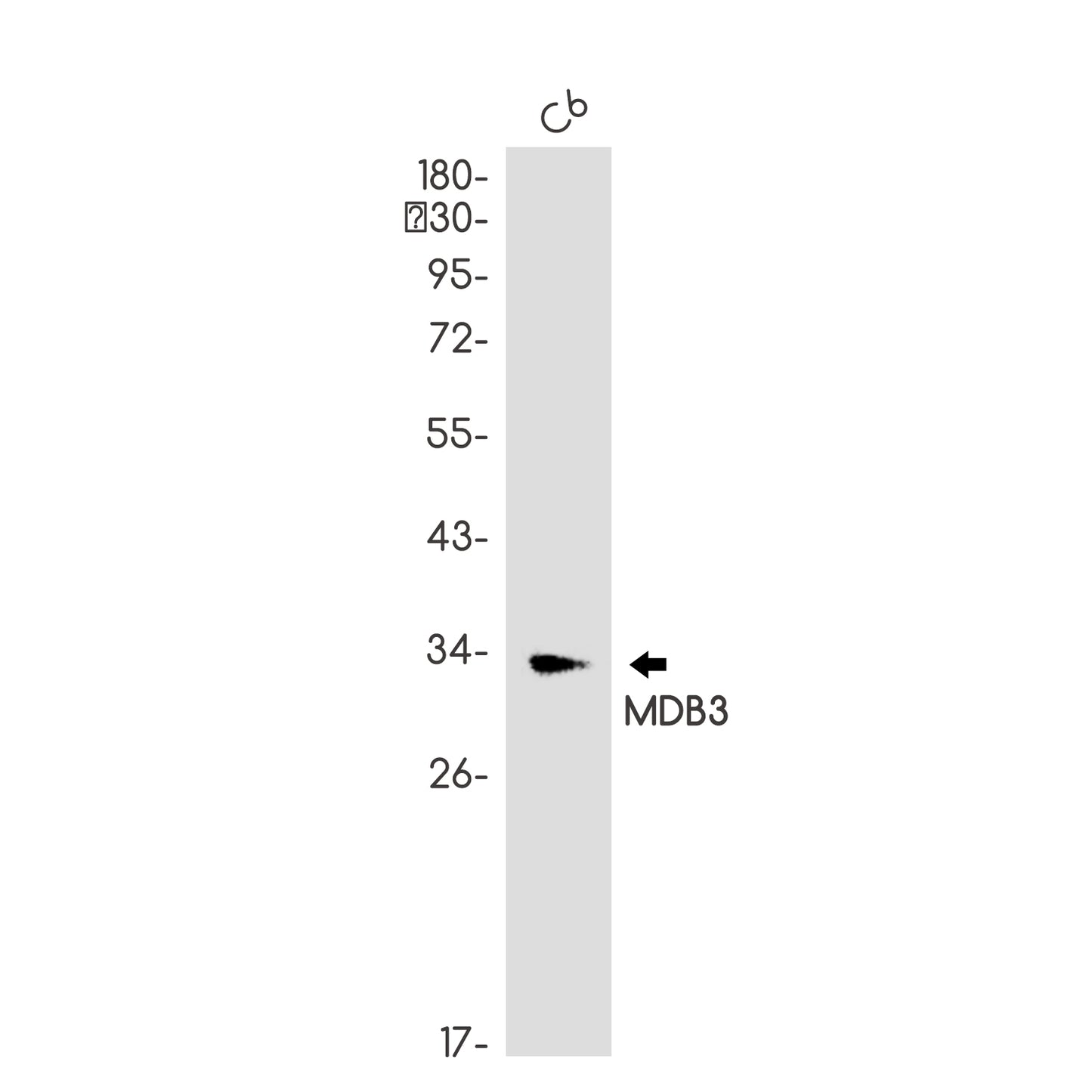 MDB3 Rabbit Polyclonal Antibody