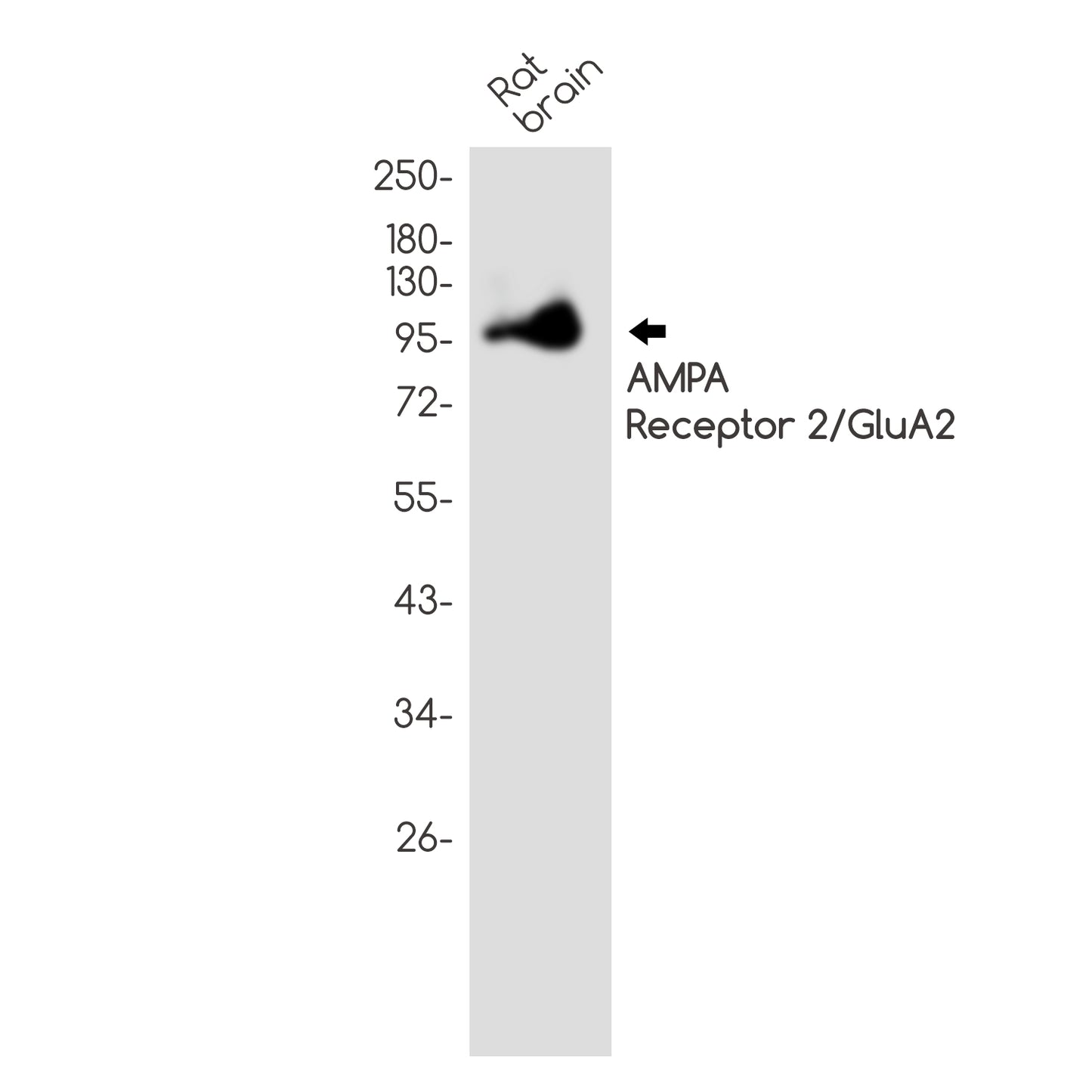 AMPA Receptor 2 Rabbit Polyclonal Antibody