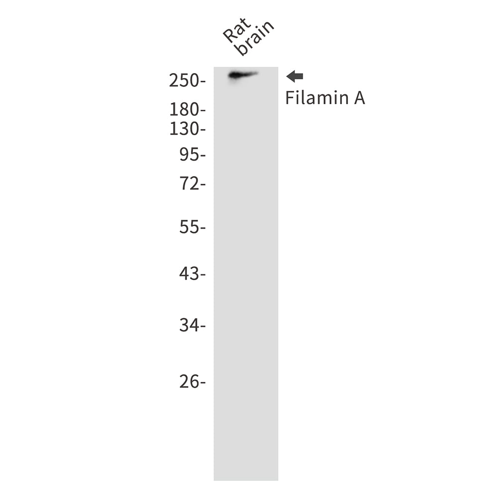 Filamin A Rabbit Polyclonal Antibody