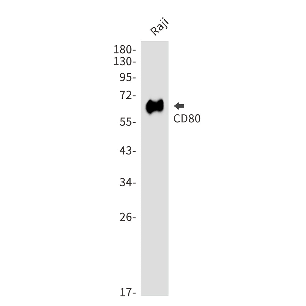 CD80 Rabbit Polyclonal Antibody