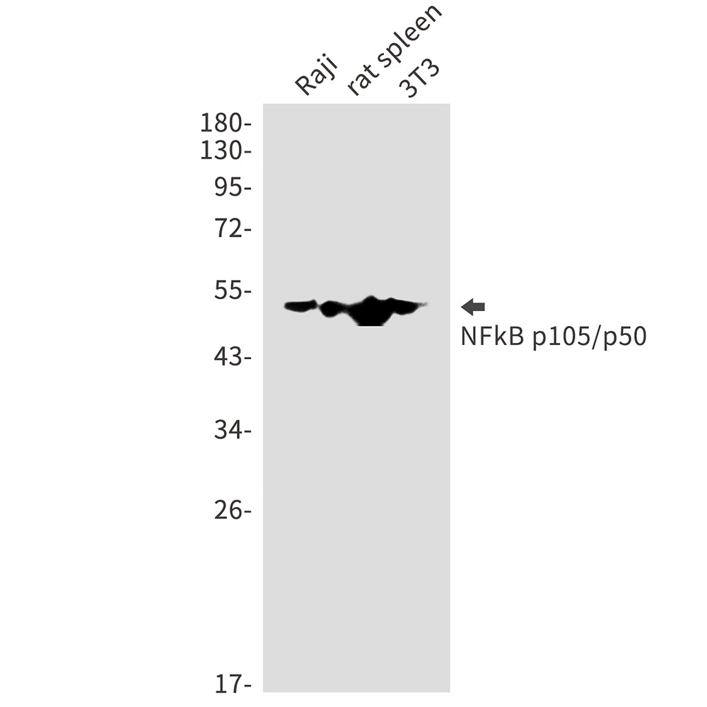 NF-KB p105 Rabbit Polyclonal Antibody