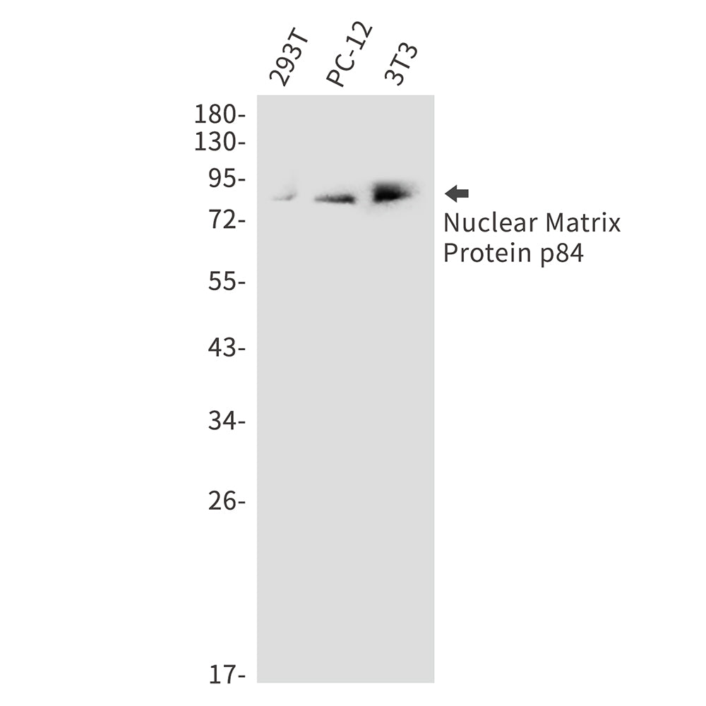 THO Complex Subunit 1 Rabbit Polyclonal Antibody