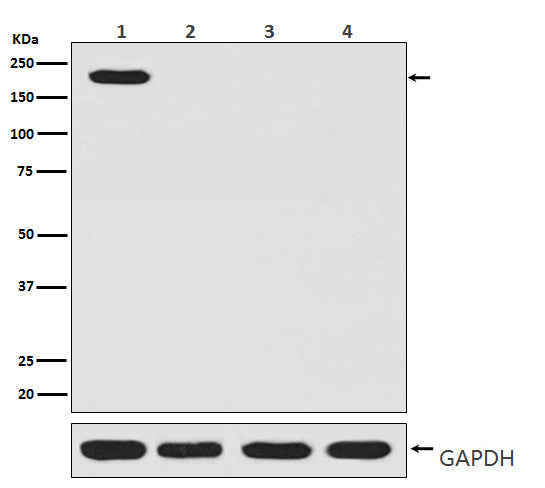 CRISPR Cas9 SP Rabbit Polyclonal Antibody