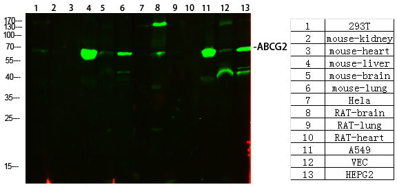 ABCG2 Rabbit Polyclonal Antibody