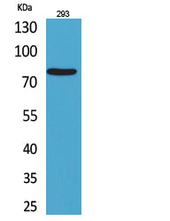 Bcl6 Rabbit Polyclonal Antibody