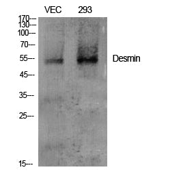 Desmin Rabbit Polyclonal Antibody