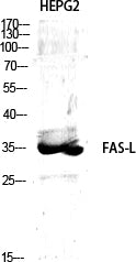 Fas Ligand Rabbit Polyclonal Antibody