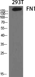 Fibronectin Rabbit Polyclonal Antibody
