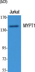 Myosin Phosphatase Rabbit Polyclonal Antibody