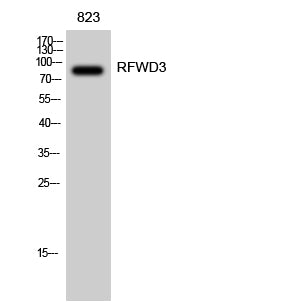 RFWD3 Rabbit Polyclonal Antibody