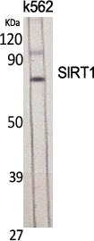SIRT1 Rabbit Polyclonal Antibody