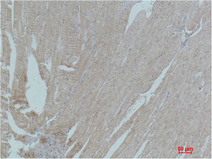 PPAR gamma Rabbit Polyclonal Antibody