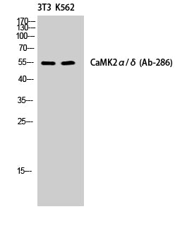 CaMKII alpha/delta Rabbit Polyclonal Antibody
