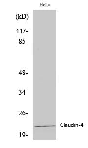 Claudin 4 Rabbit Polyclonal Antibody