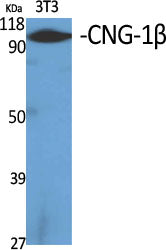 CNGB1 Rabbit Polyclonal Antibody