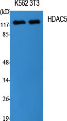 HDAC5 Rabbit Polyclonal Antibody